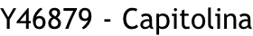 Y46879 - Capitolina